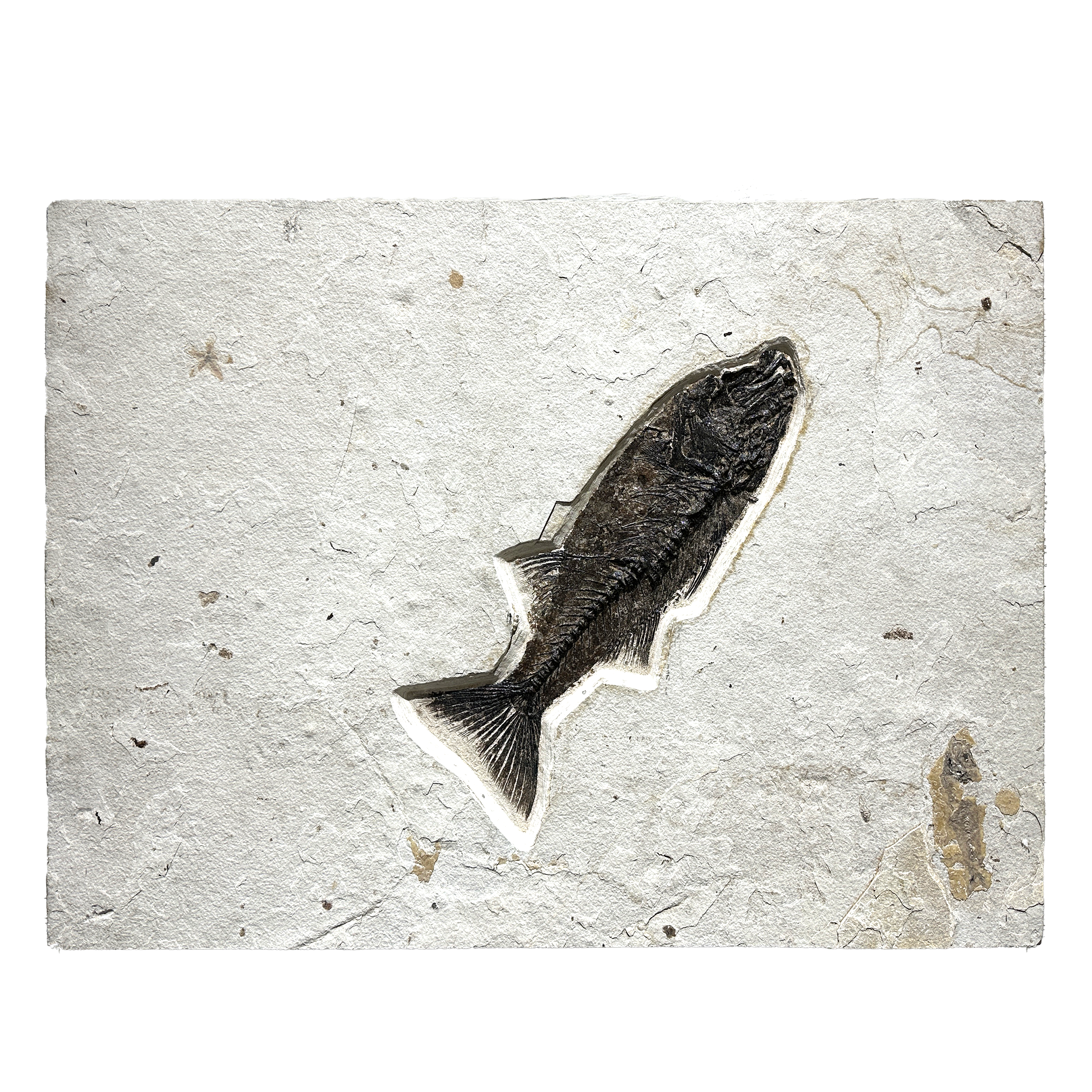 Green River Wyoming Fish Tile - Mioplosus Labrac