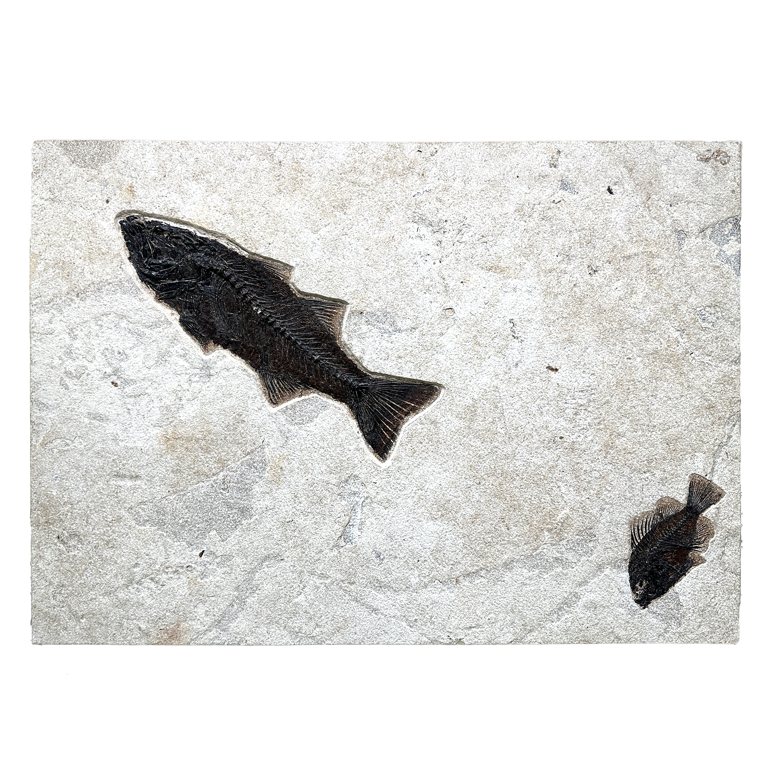 Wyoming Fish Fossil Panel - Mioplosus & Knightia