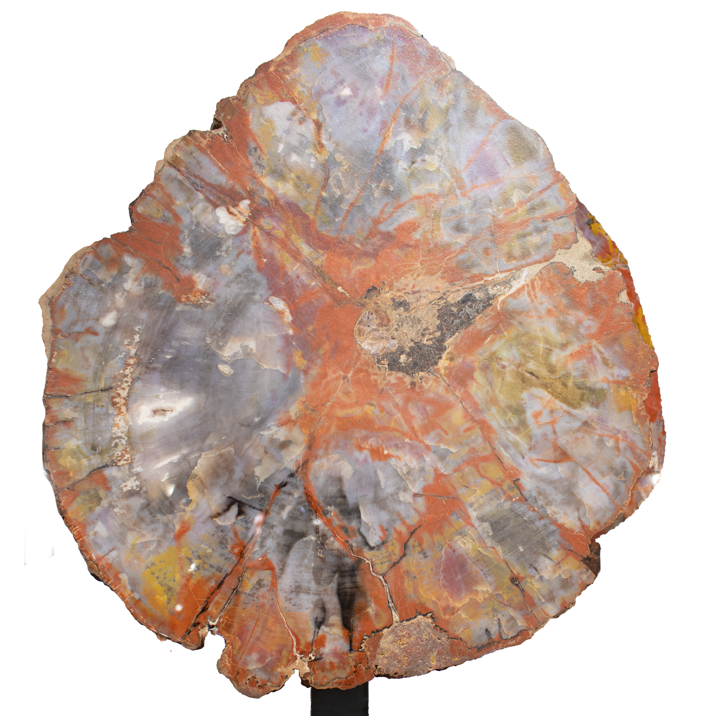 Arizona Petrified Wood Slice with Reds & Grays & Blacks on Custom Stand with Tree of Life Design  - Sacred Geometry (26 inches tall)