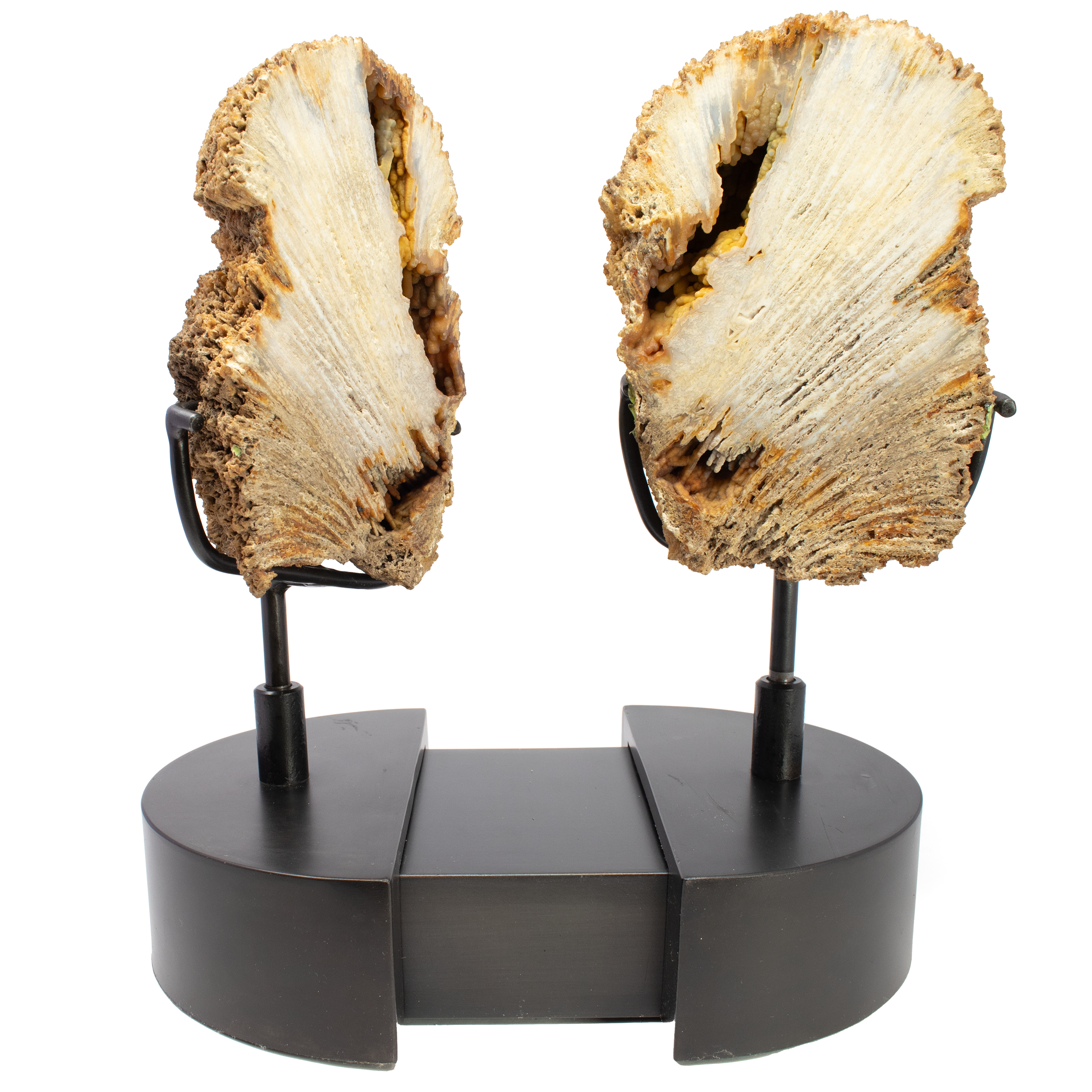 Agatized Fossilized Coral Head Pair In Custom Stand with Slide-Open Design and Rotating Feature