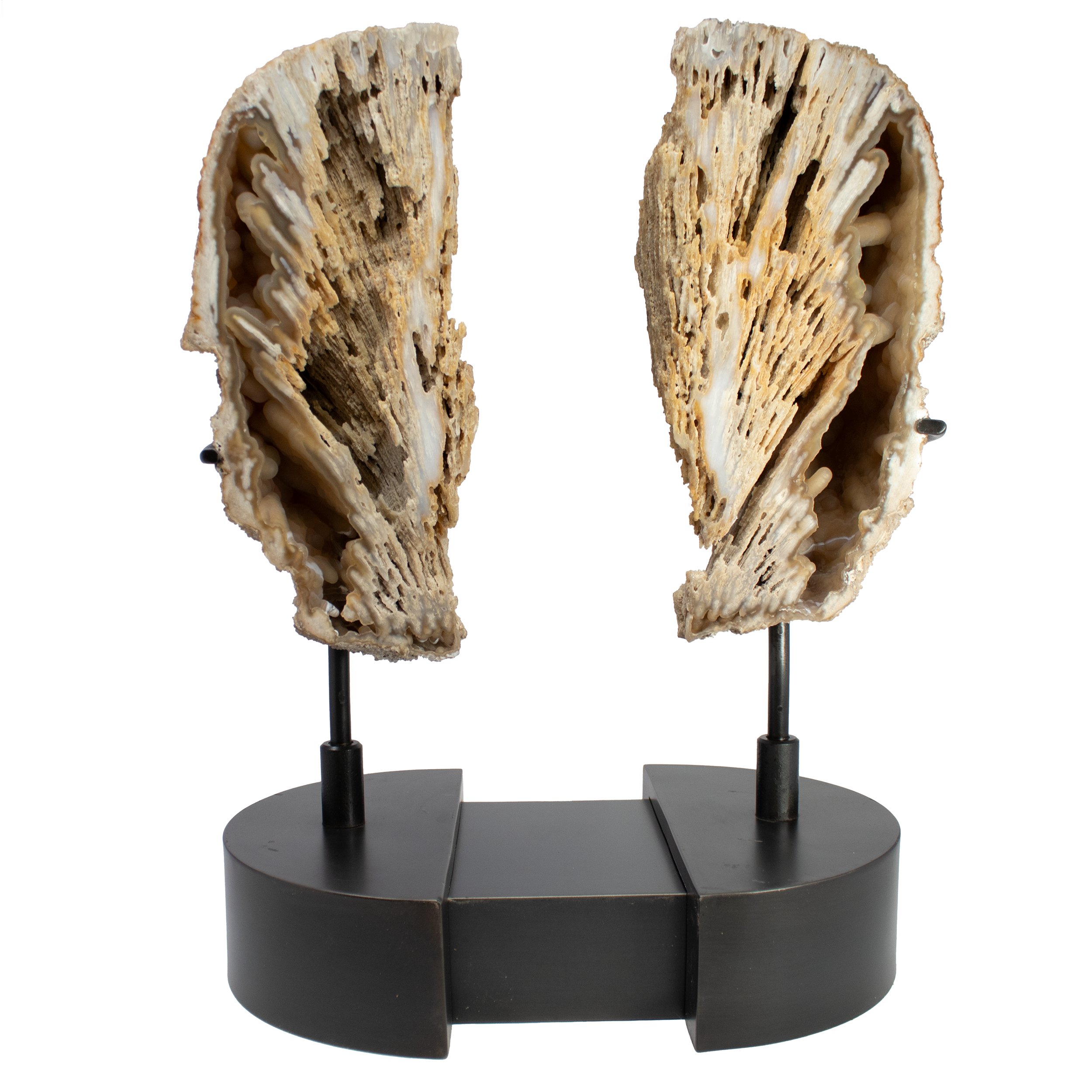 Agatized Fossilized Coral Head Pair In Custom Stand with Silde Open Design and Rotating Feature