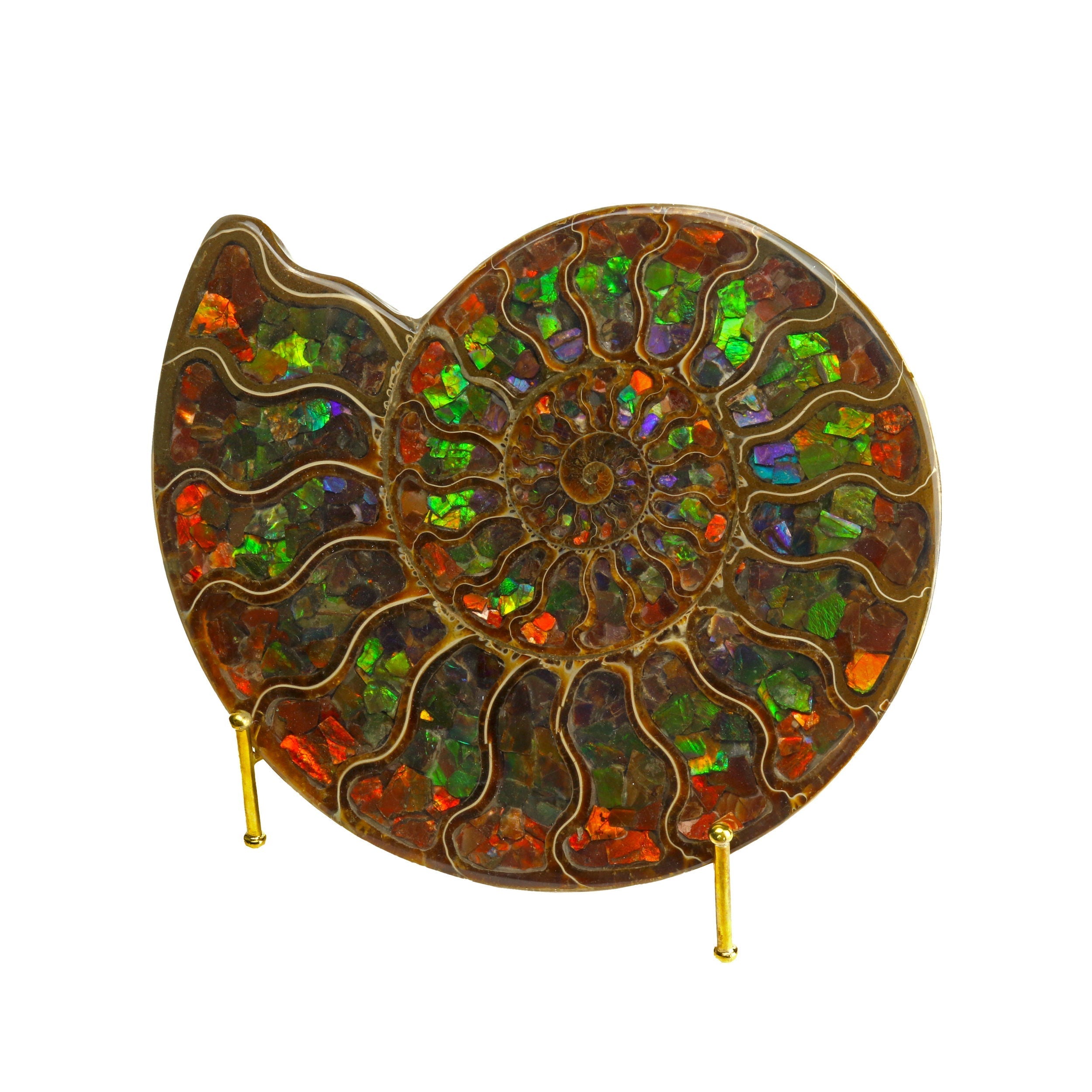 Ammonite Fossil Half Inlaid with Ammolite Gemstone